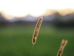 Gras im Abendlicht