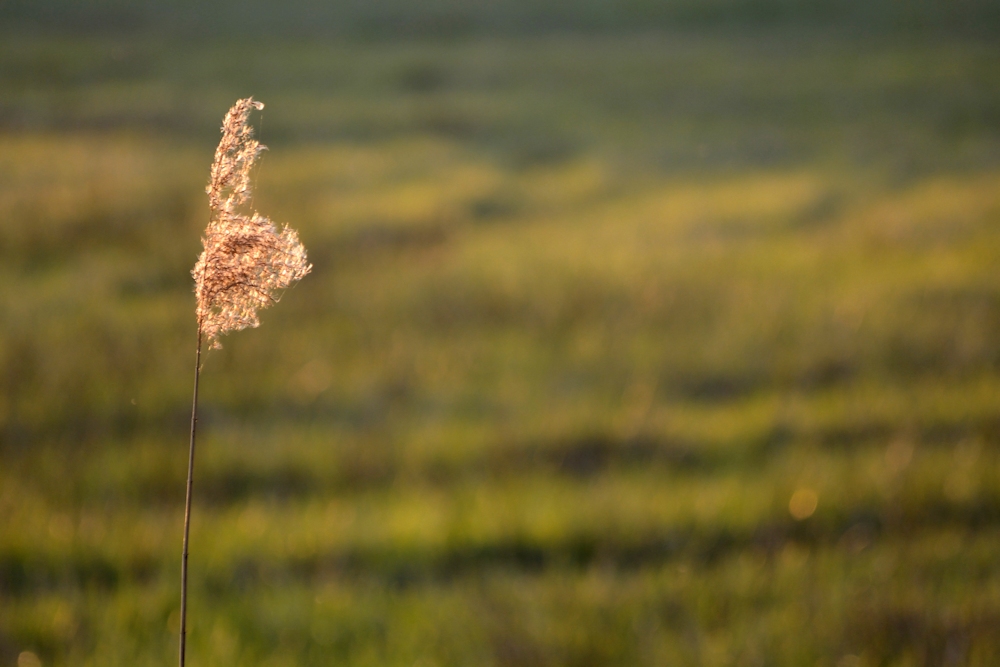 Gras im Abendlicht