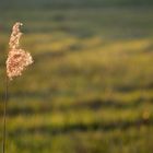 Gras im Abendlicht