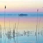 Gras im Abendlicht