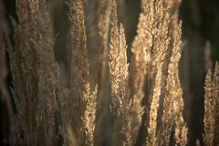 Gras im Abendlicht