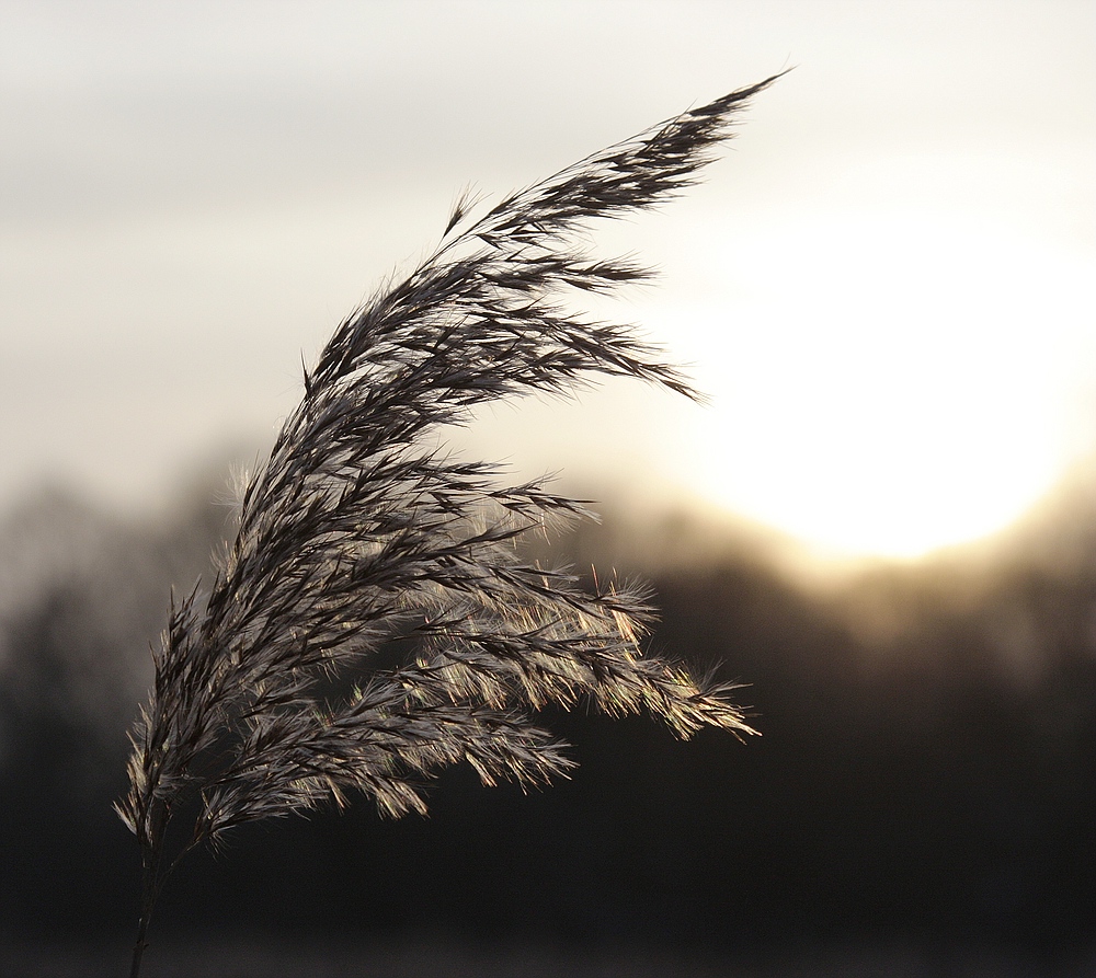 Gras im Gegenlicht