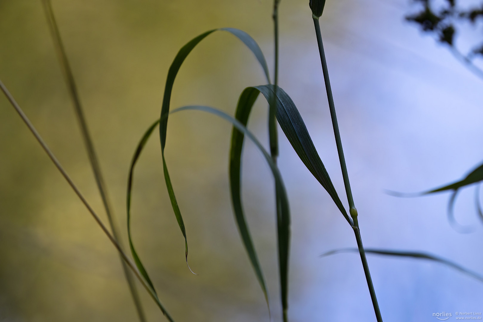 Gras im Gegenlicht