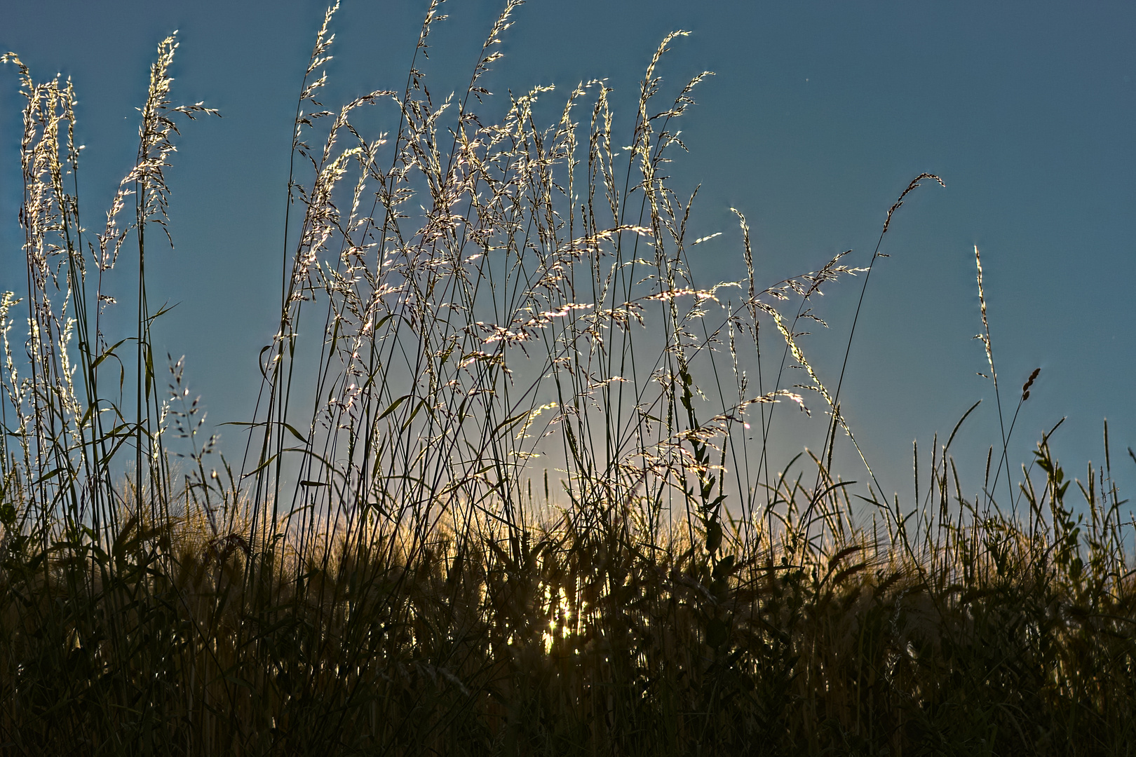 Gras im Gegenlicht