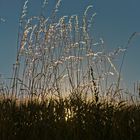 Gras im Gegenlicht