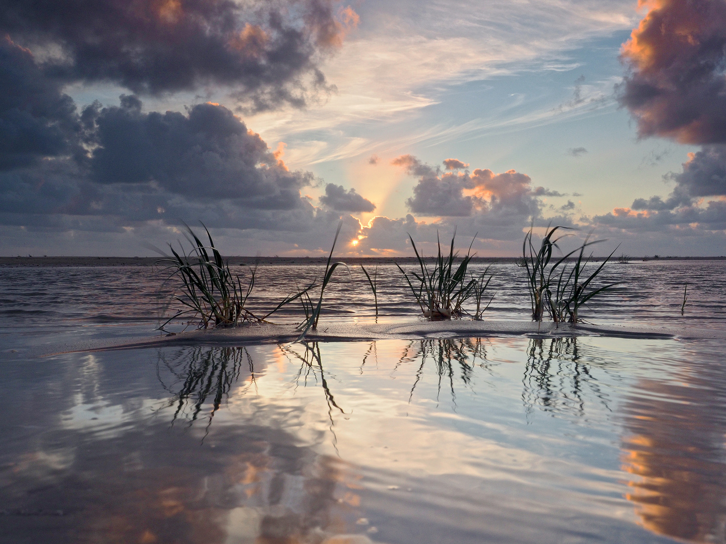 Gras im Gezeitenpool