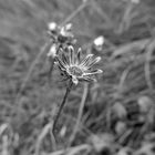 Gras im Herbst