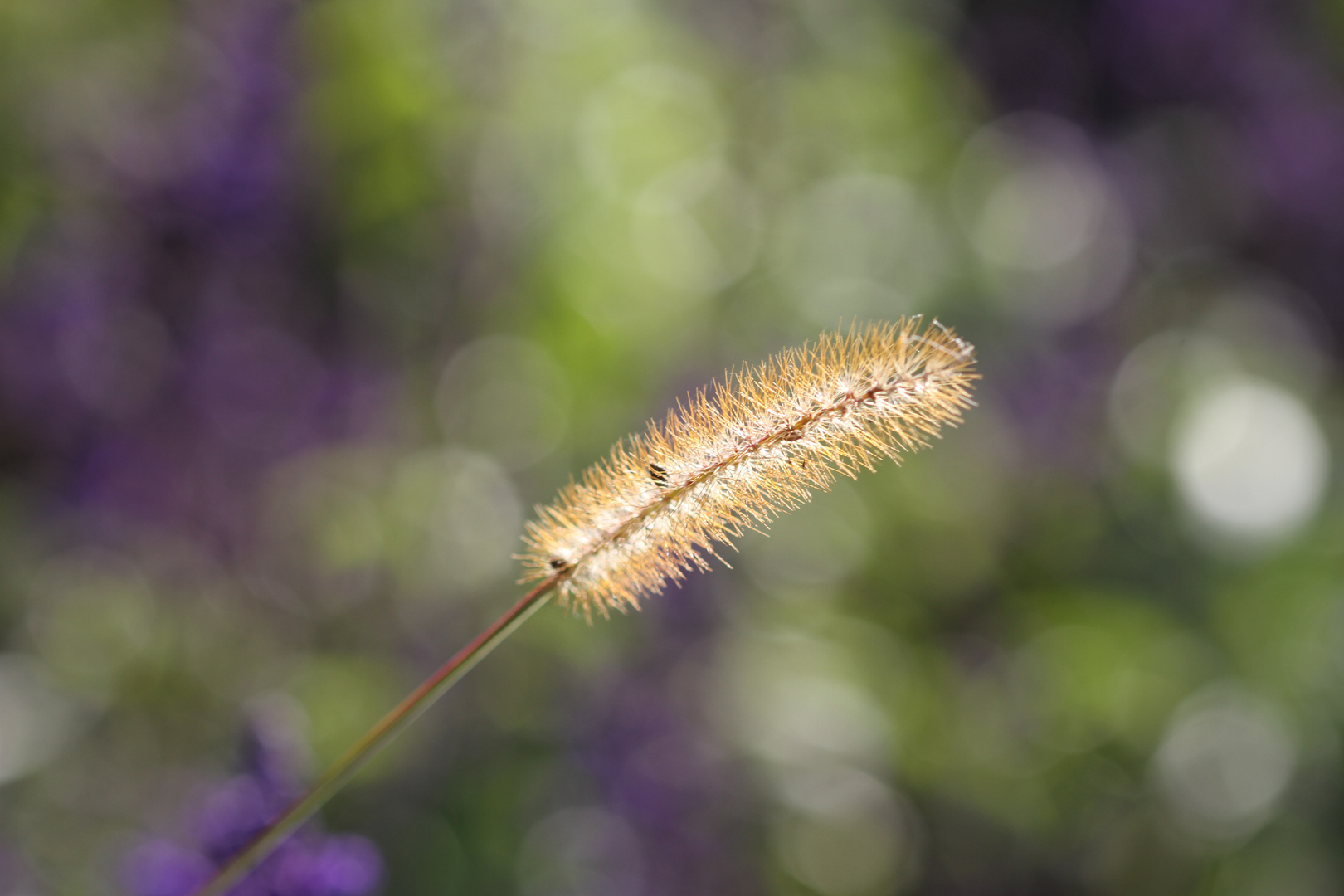 Gras im Herbst