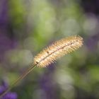 Gras im Herbst