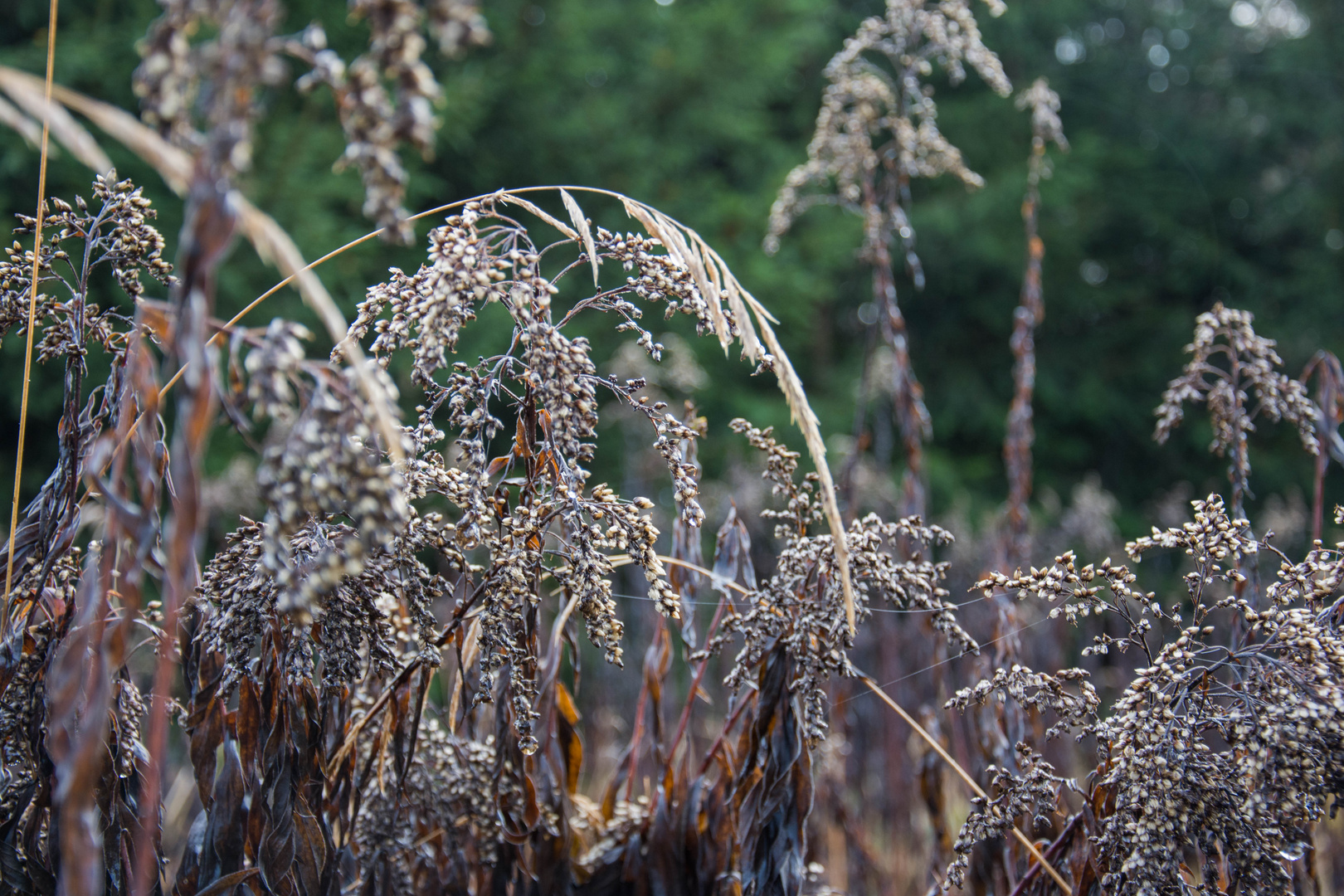 Gras im Herbst