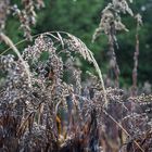 Gras im Herbst