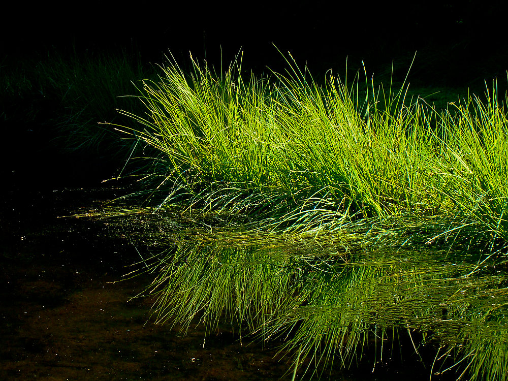 Gras im Hochmoor am Schönangerl
