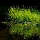 Gras im Hochmoor am Schönangerl