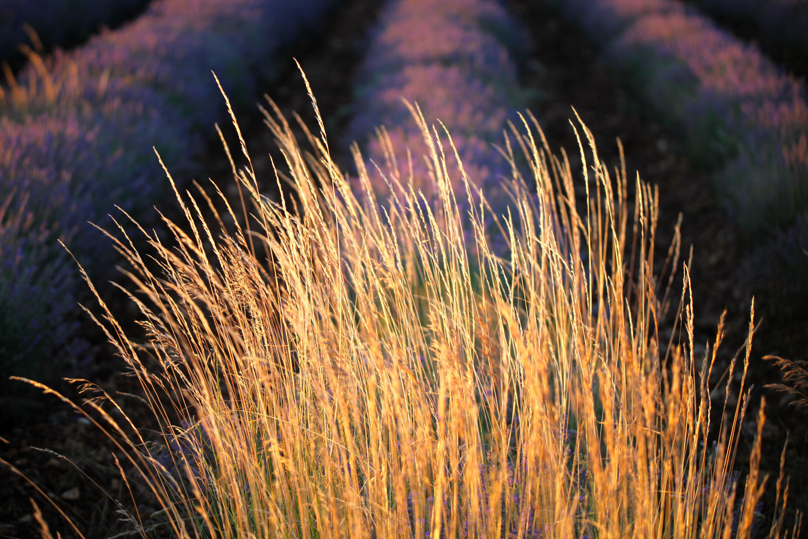 Gras im Lavendel