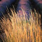 Gras im Lavendel