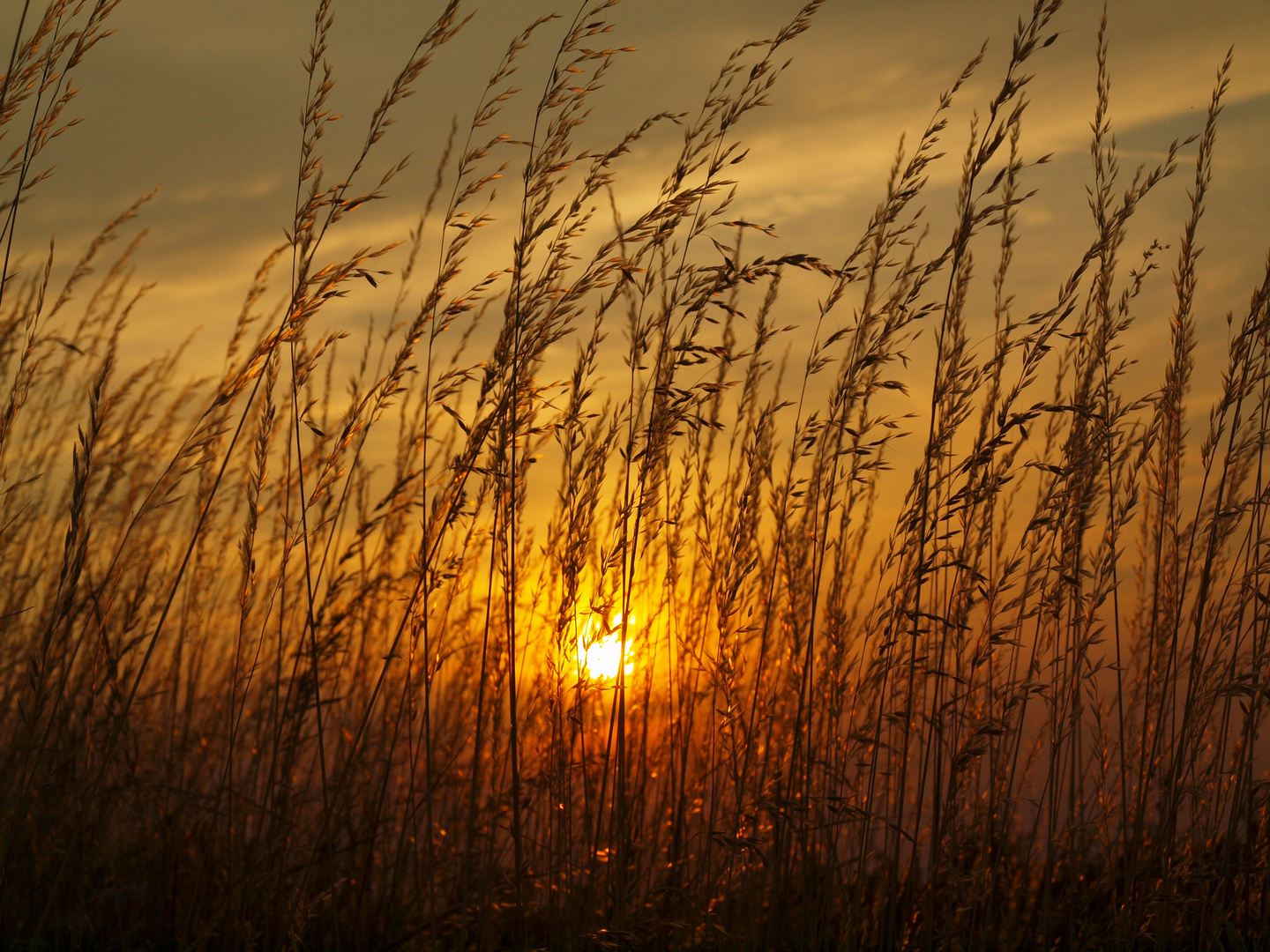 Gras im letzten Licht