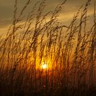 Gras im letzten Licht