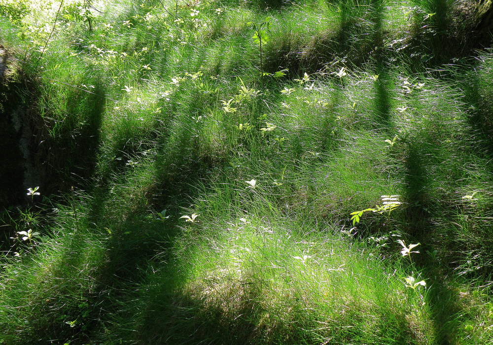 Gras im Licht