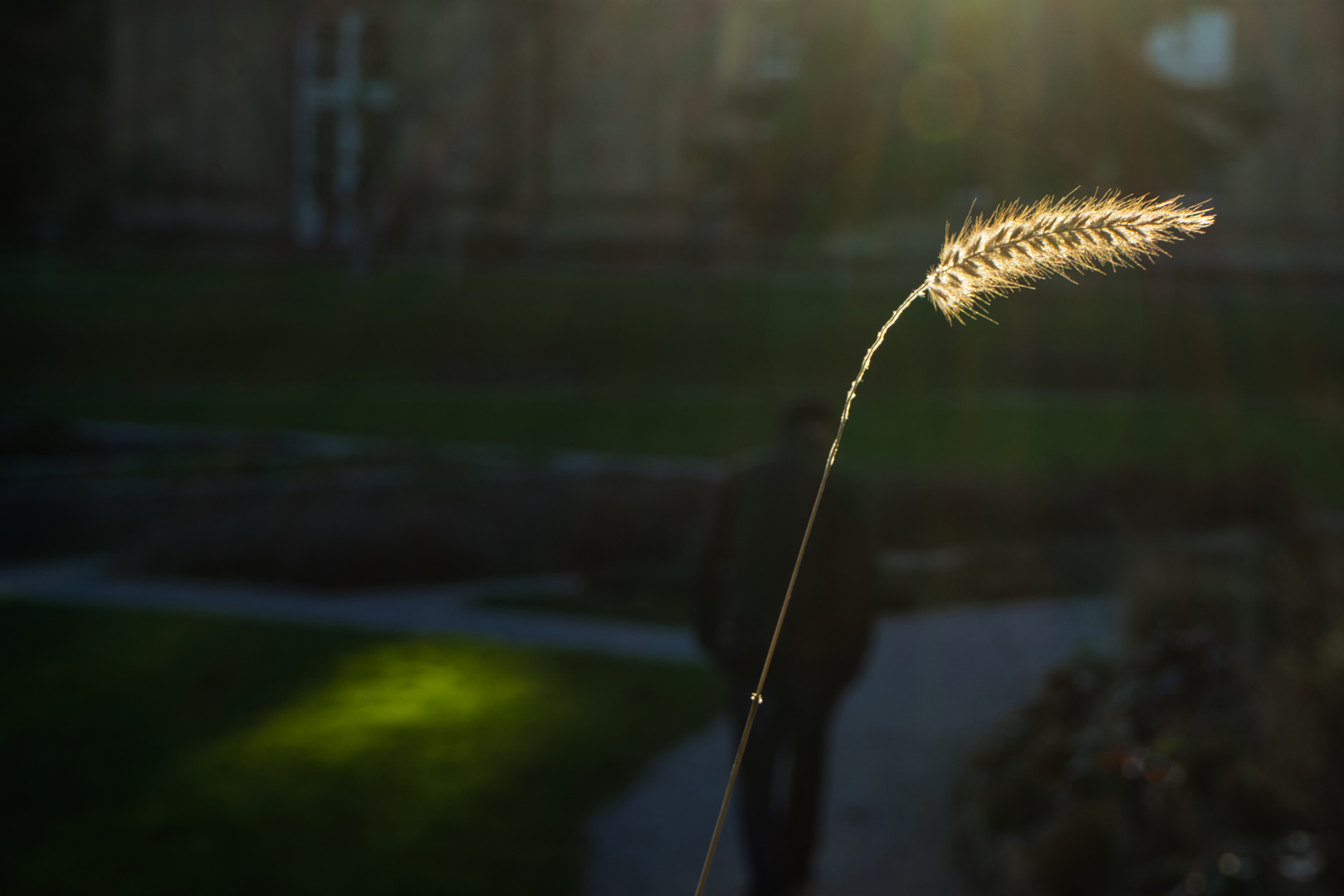 Gras im Licht