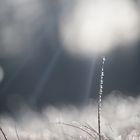 Gras im Licht