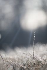 Gras im Licht