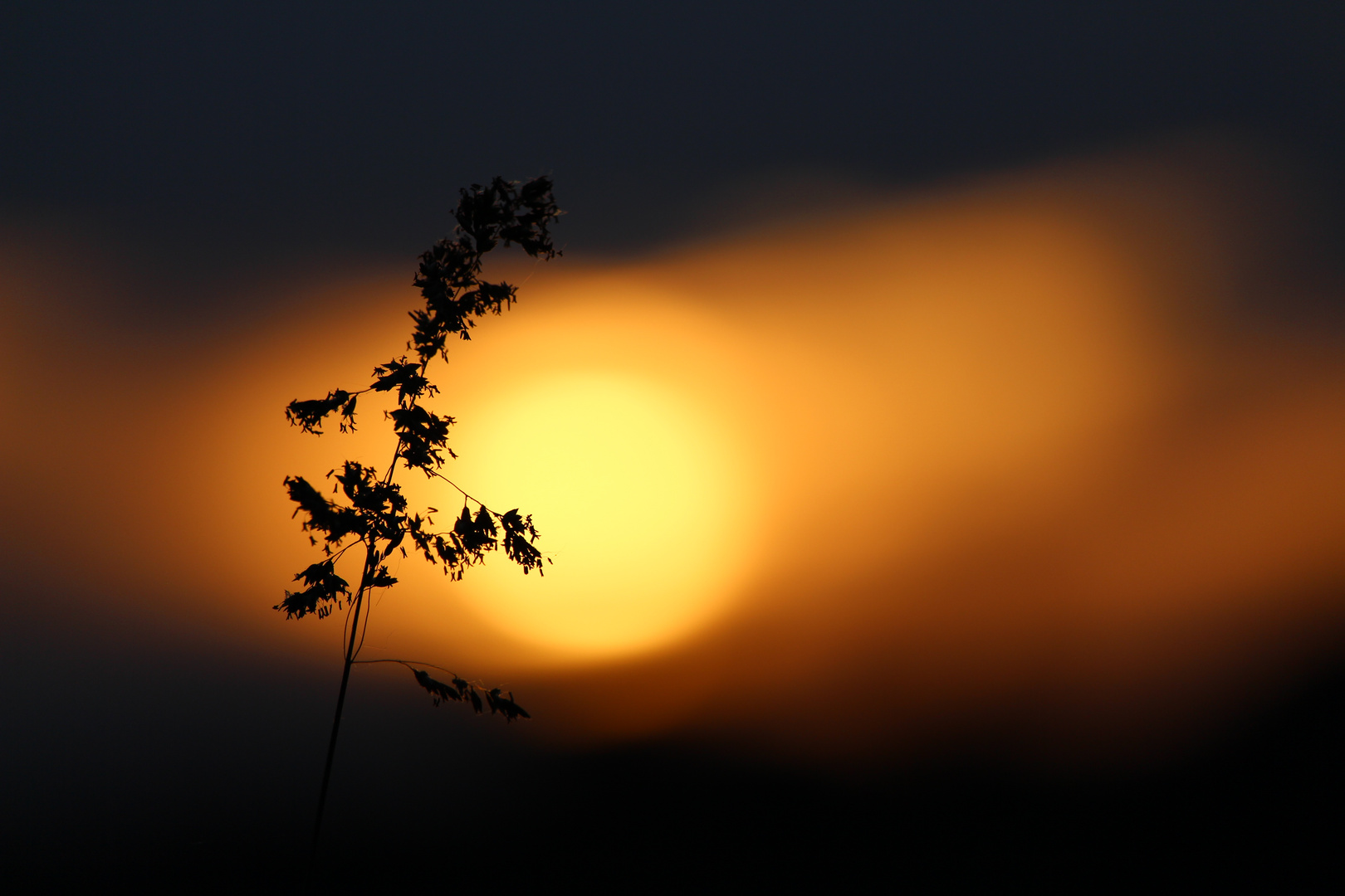 Gras im Licht der aufgehenden Sonne *)