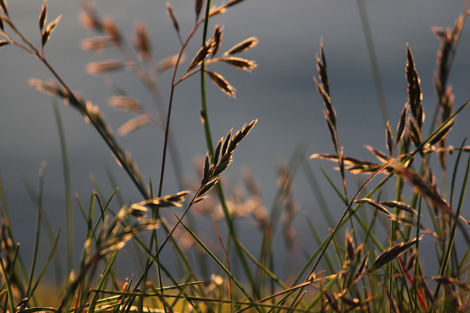 Gras im Licht der Mitternachtssonne