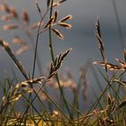 Gras im Licht der Mitternachtssonne