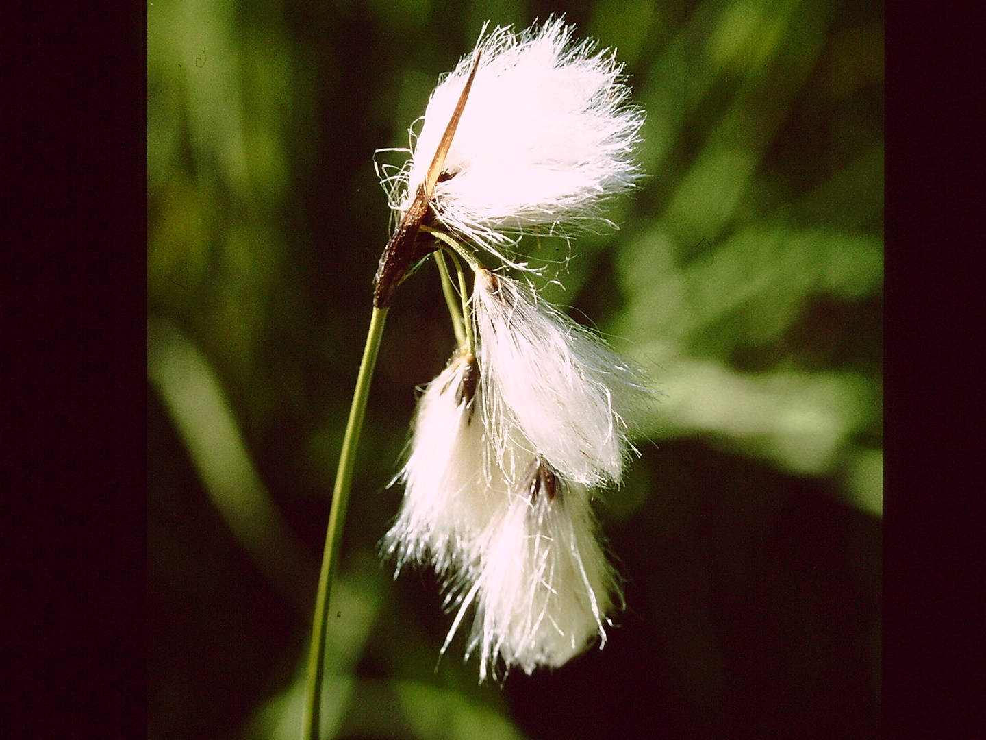 Gras im Licht