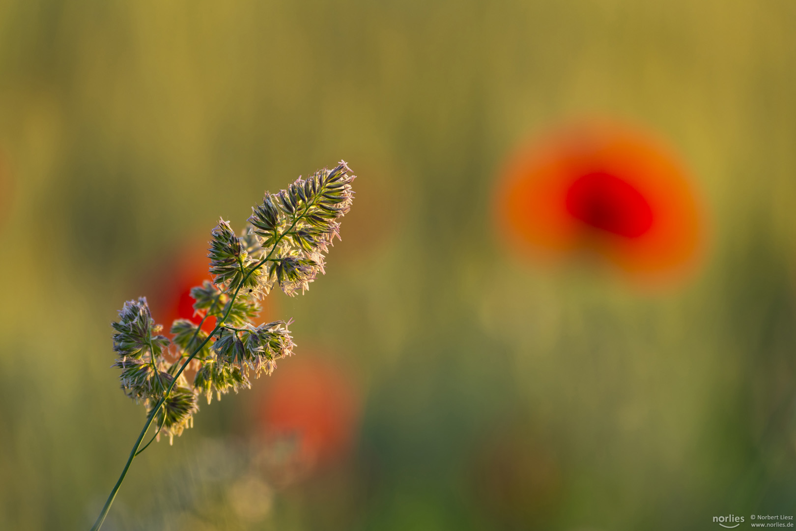 Gras im Mohnfeld