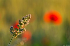 Gras im Mohnfeld