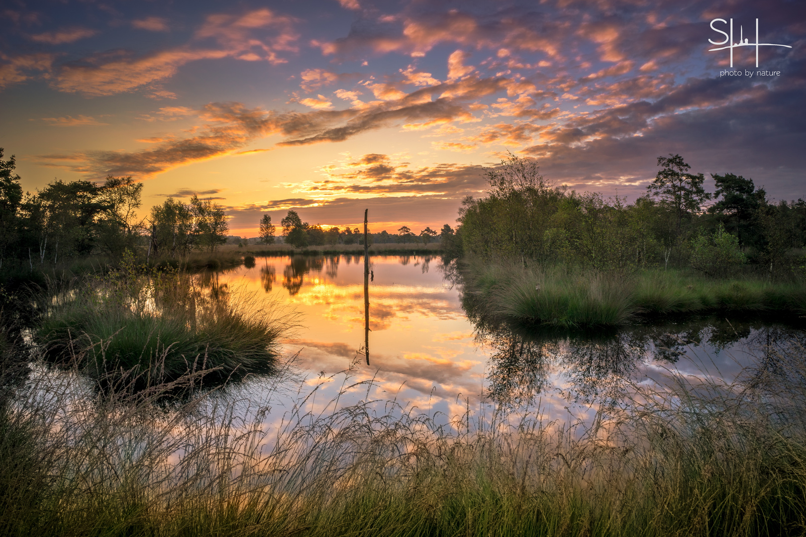 Gras im Moor