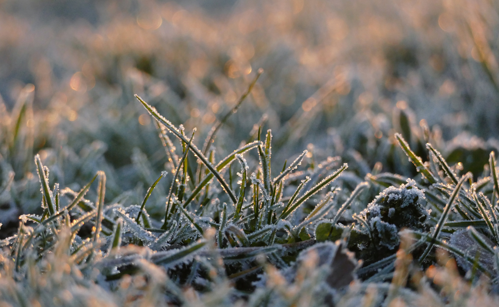 Gras im Morgenlicht