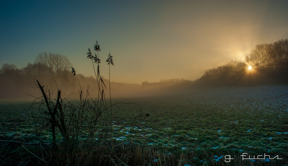 Gras im Morgennebel