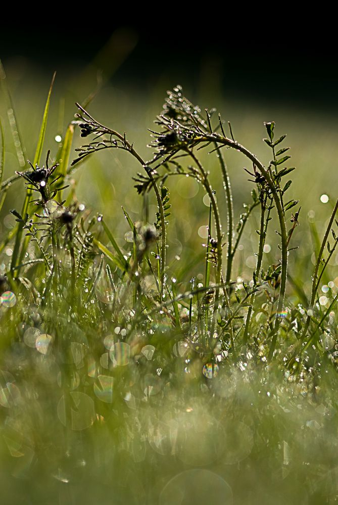 Gras im Morgentau