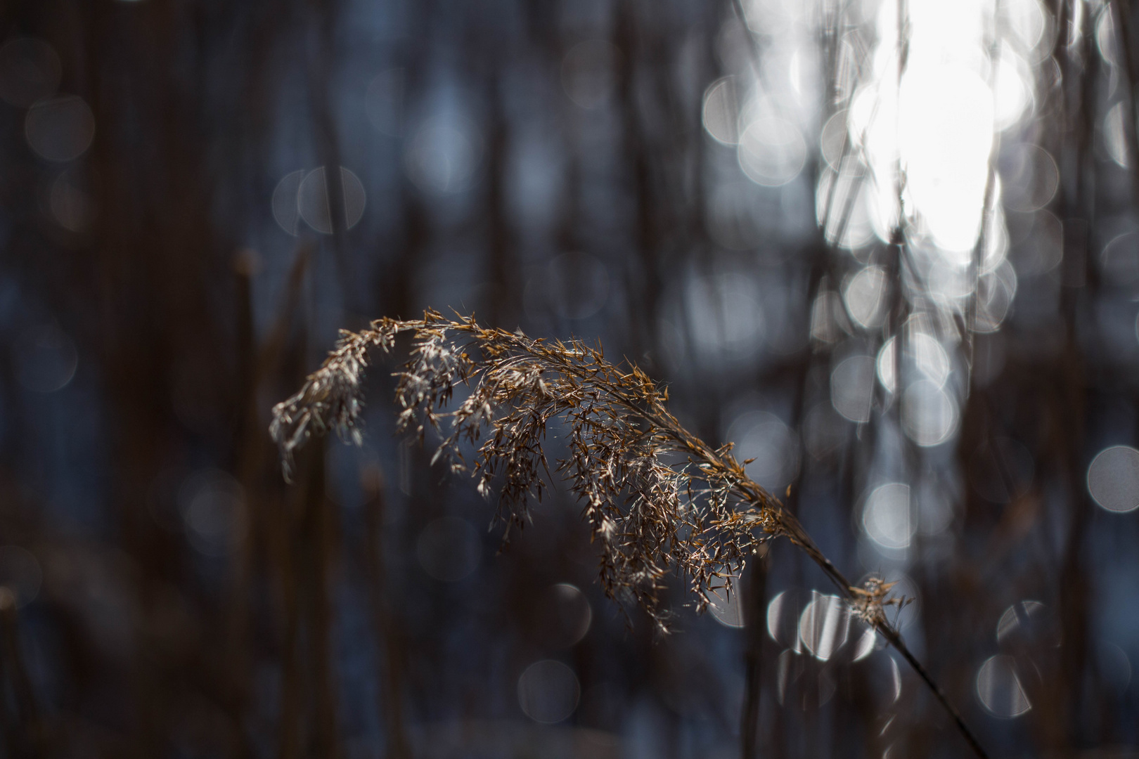 Gras im Rampenlicht 