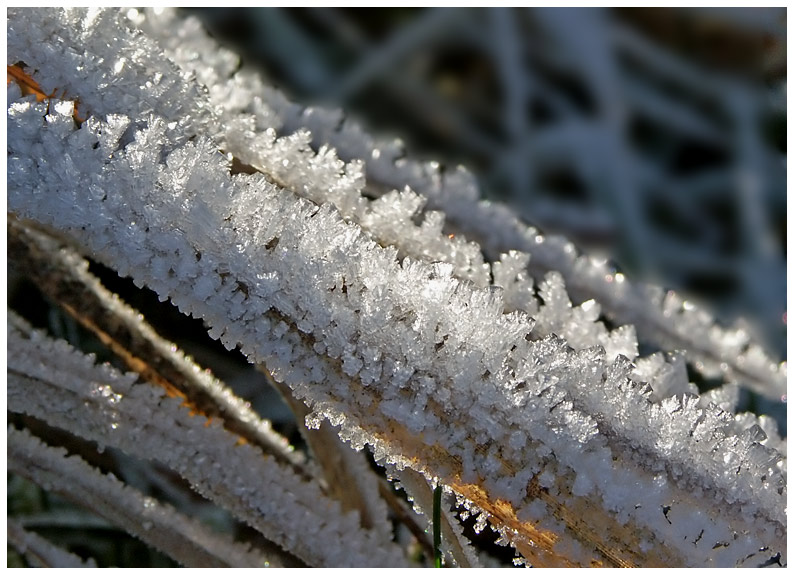 Gras im Raureif