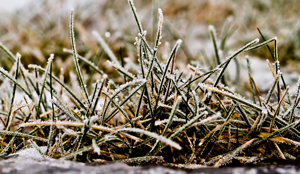 Gras im Raureif