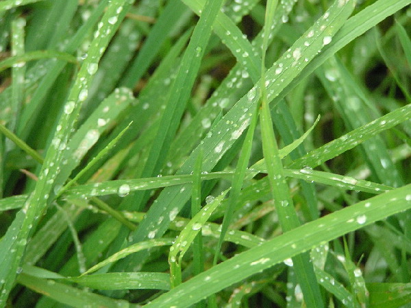 Gras im Regen