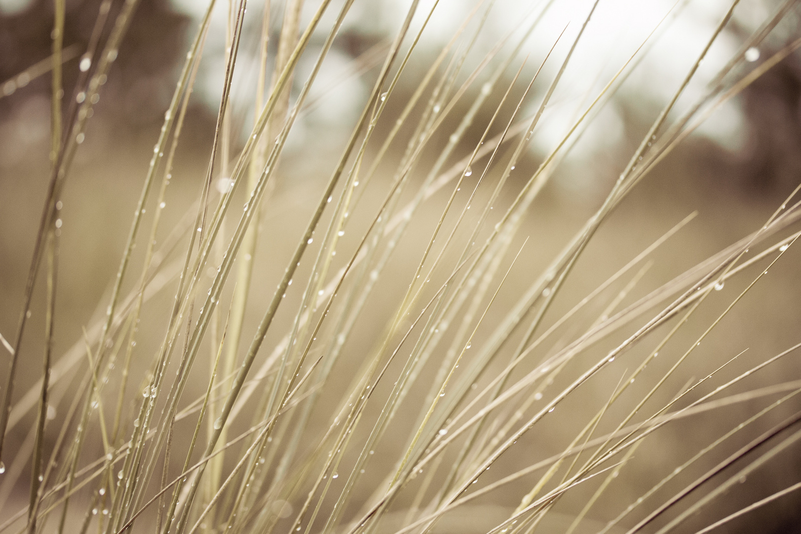 Gras im Regen