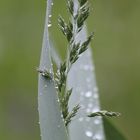 Gras im Regen