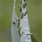 Gras im Regen