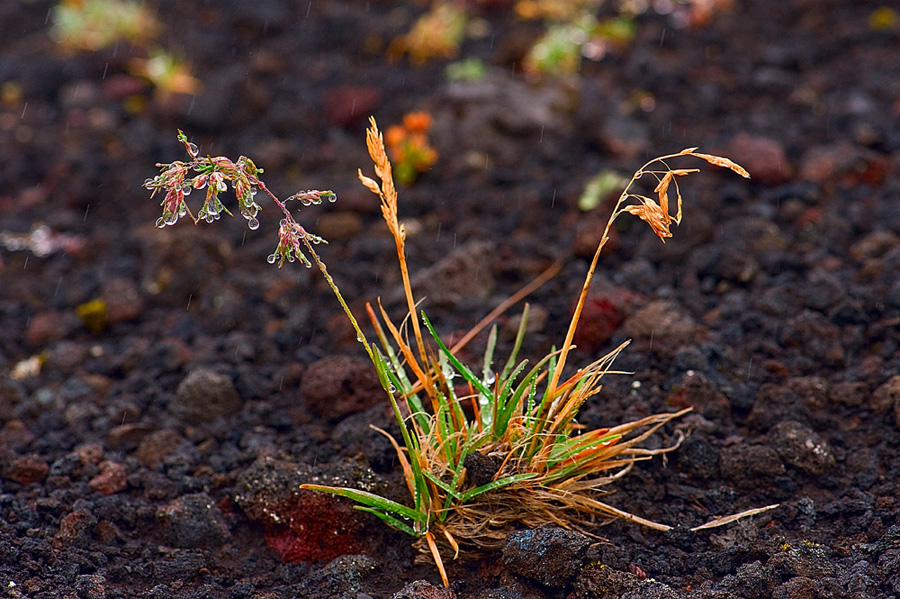 Gras im Regen