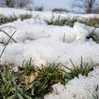 Gras im Schnee