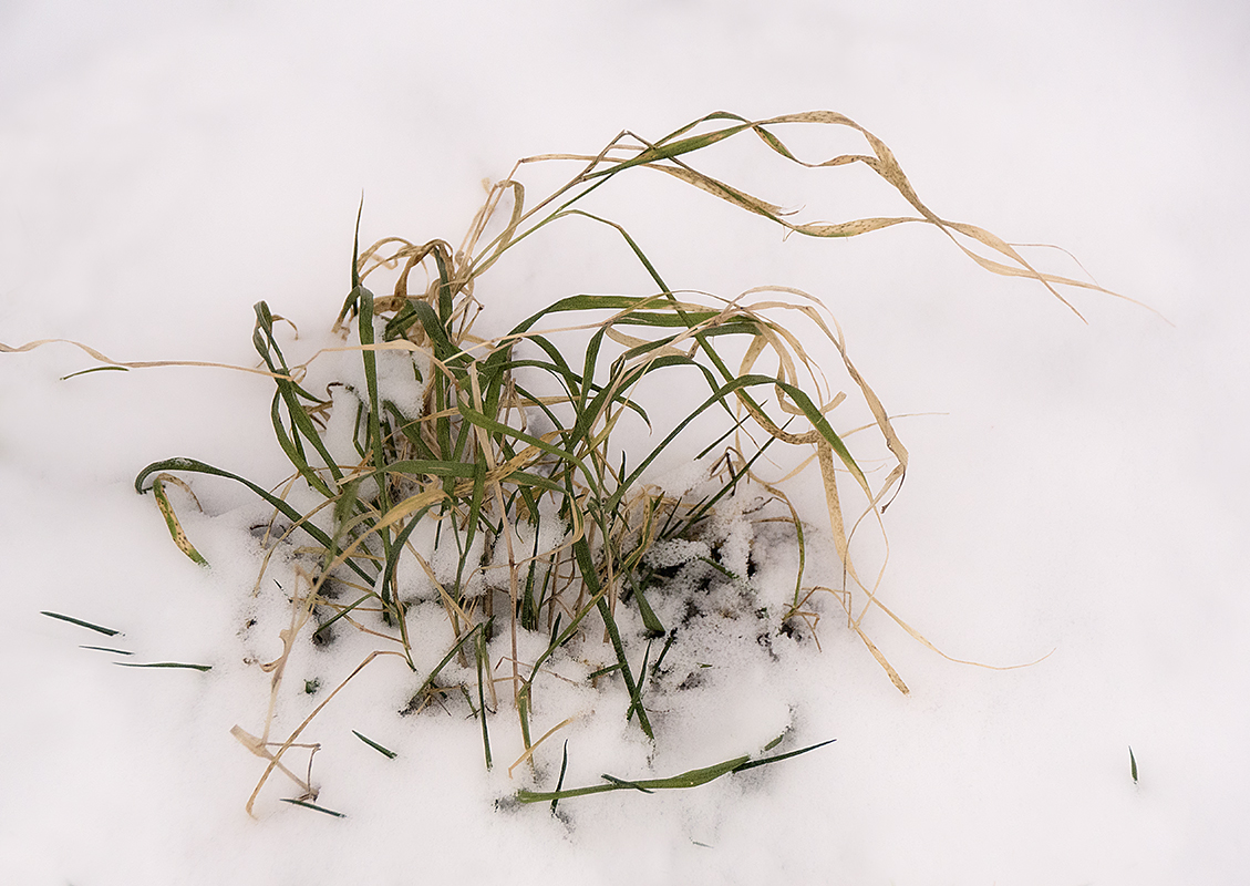 Gras im Schnee