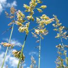 Gras im Sommerlicht