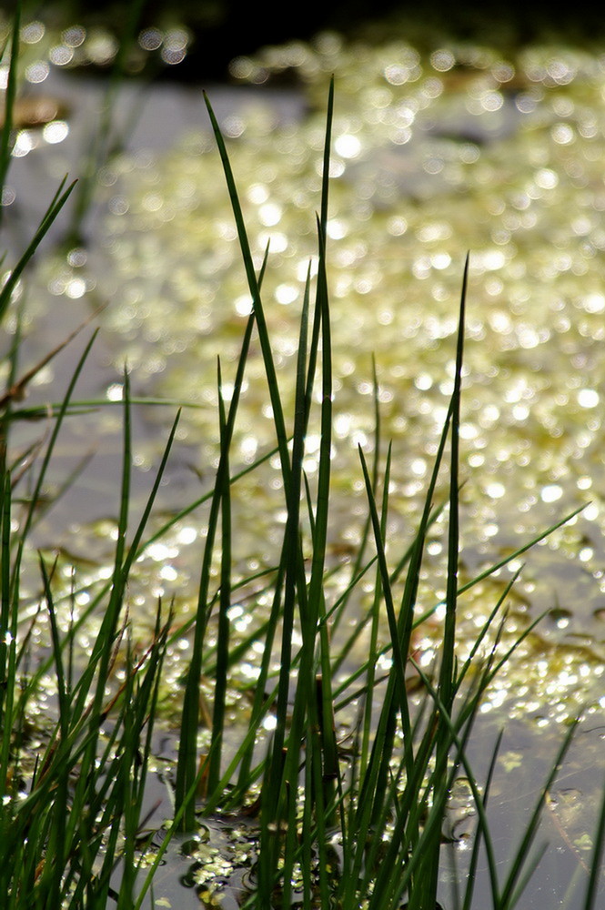 Gras im Sonnenaufgang...