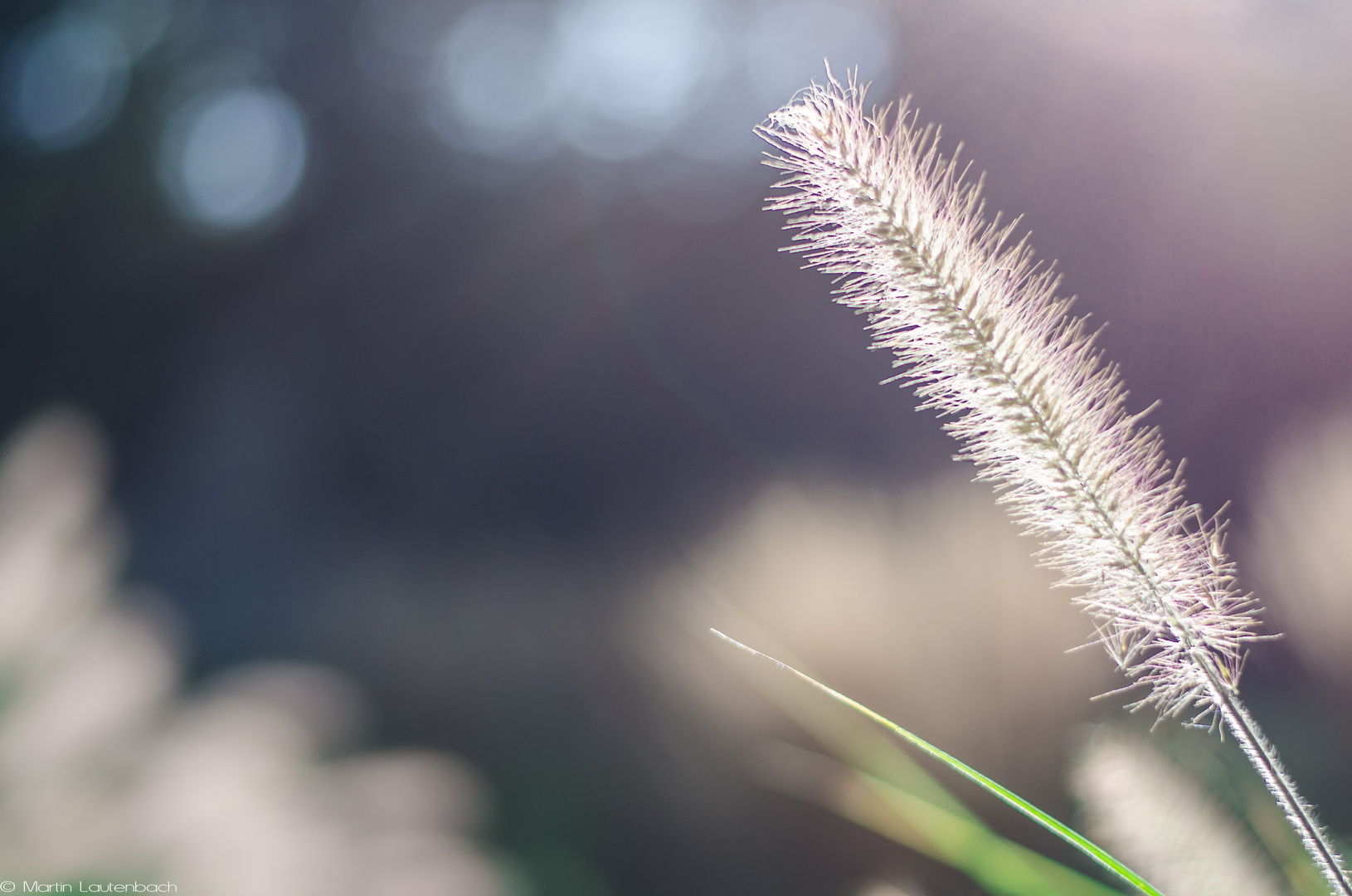 Gras im Sonnenlicht