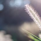 Gras im Sonnenlicht