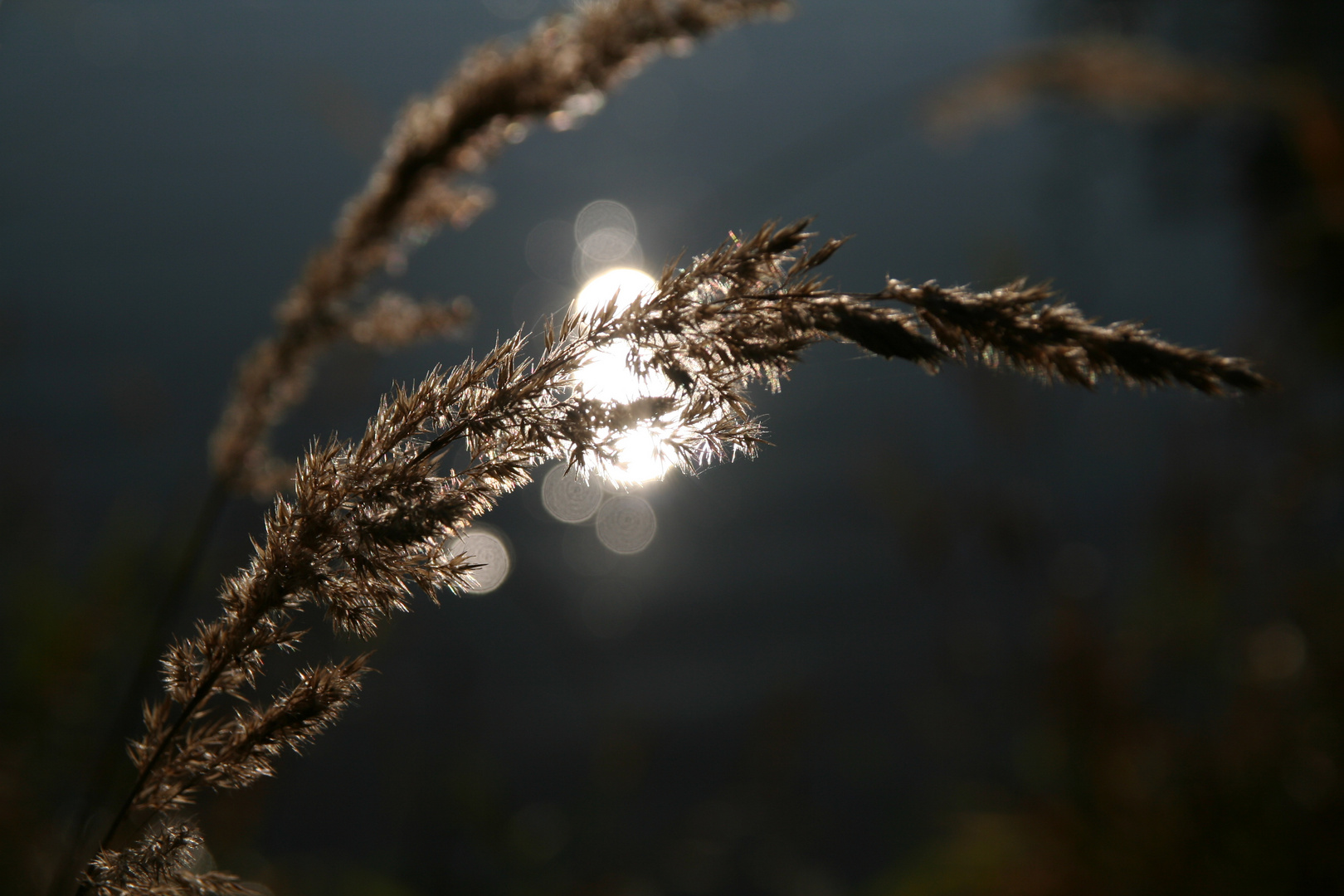 Gras im Sonnenlicht